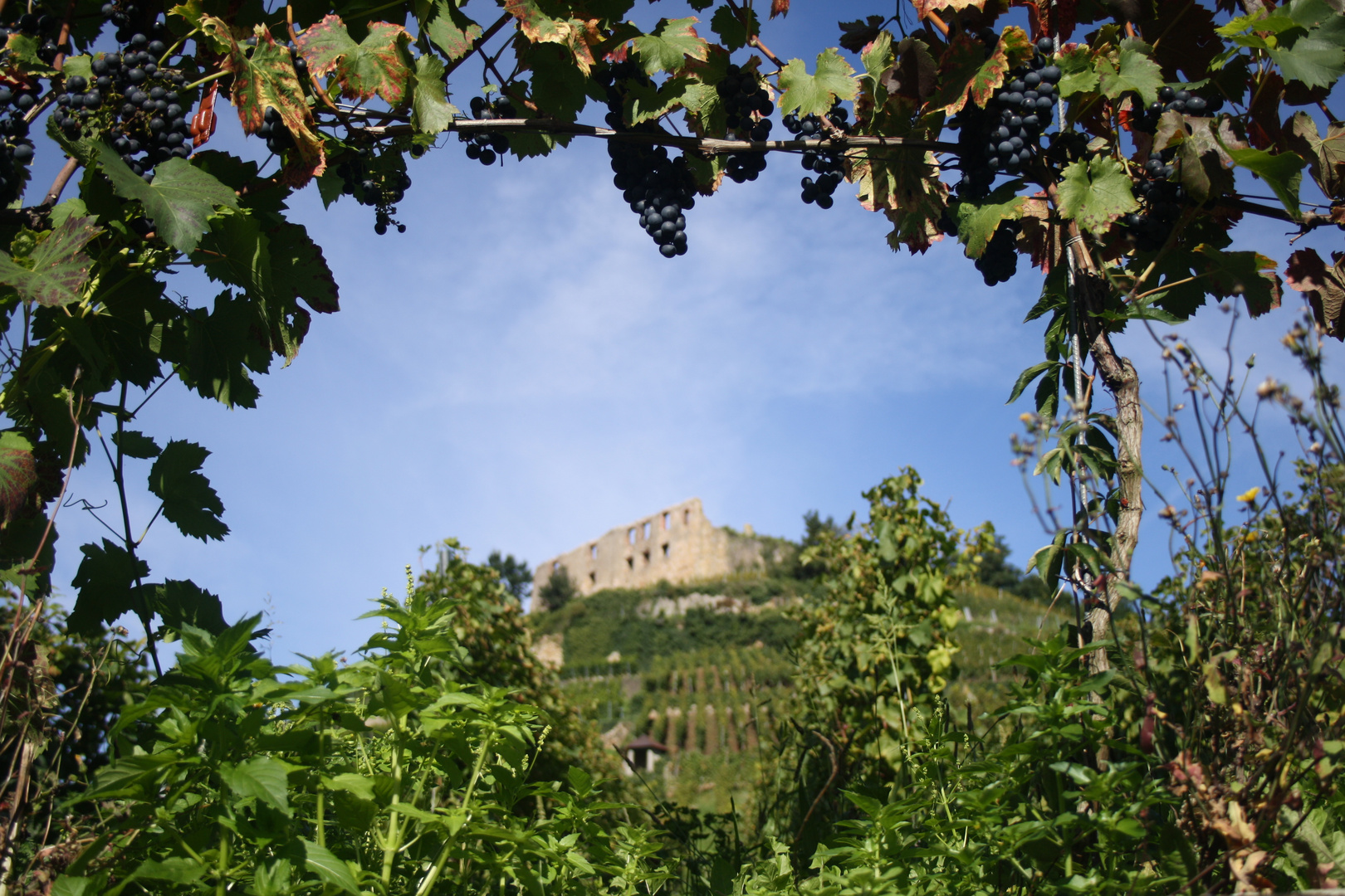 Burg mit Weinstöcken in Staufen im Breisgau