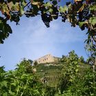 Burg mit Weinstöcken in Staufen im Breisgau