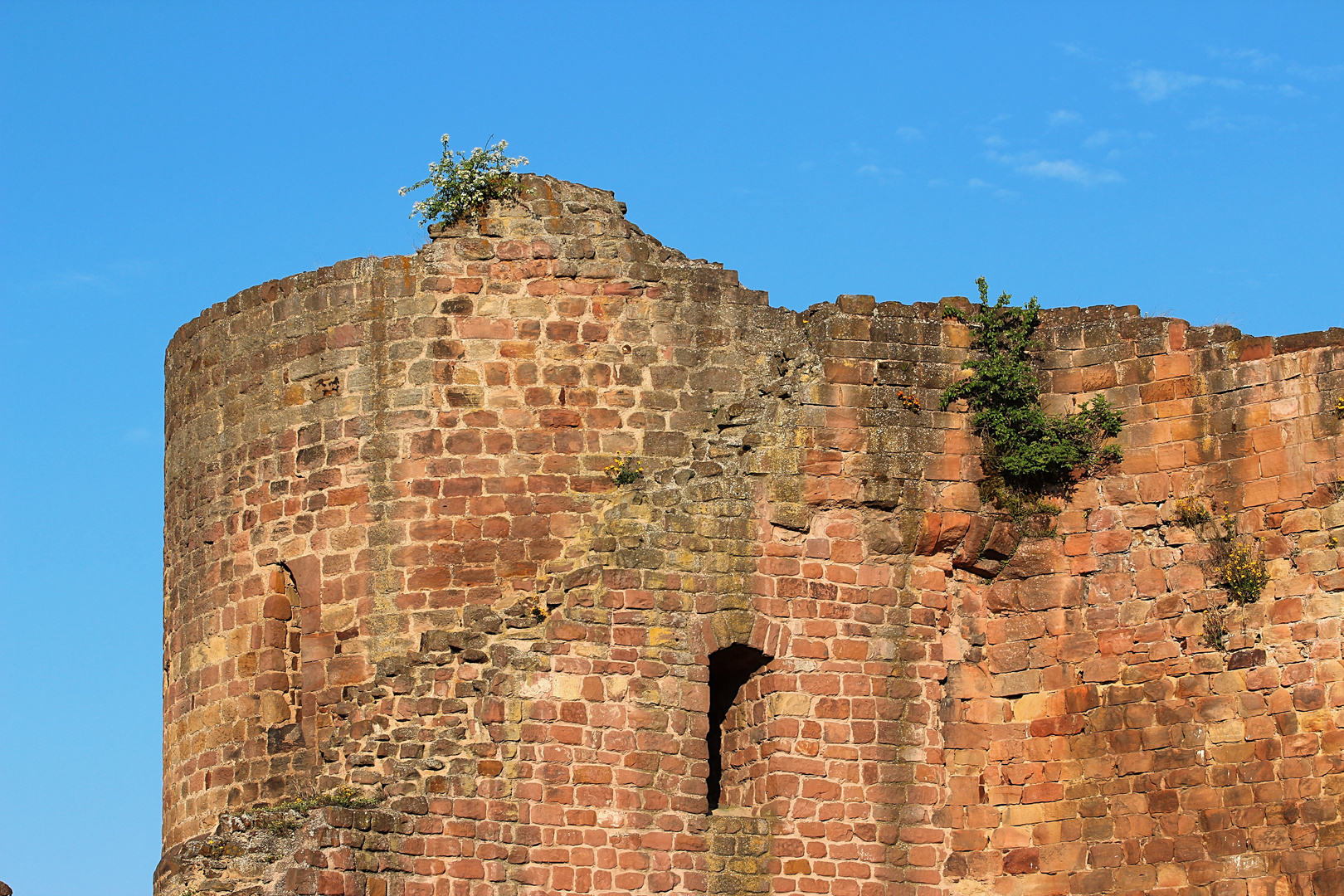 Burg Neuleinigen in der Pfalz (Detailansicht)