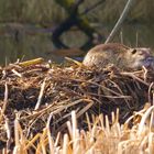 Burg Nutria