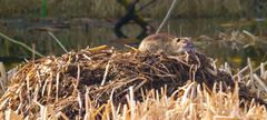 Burg Nutria