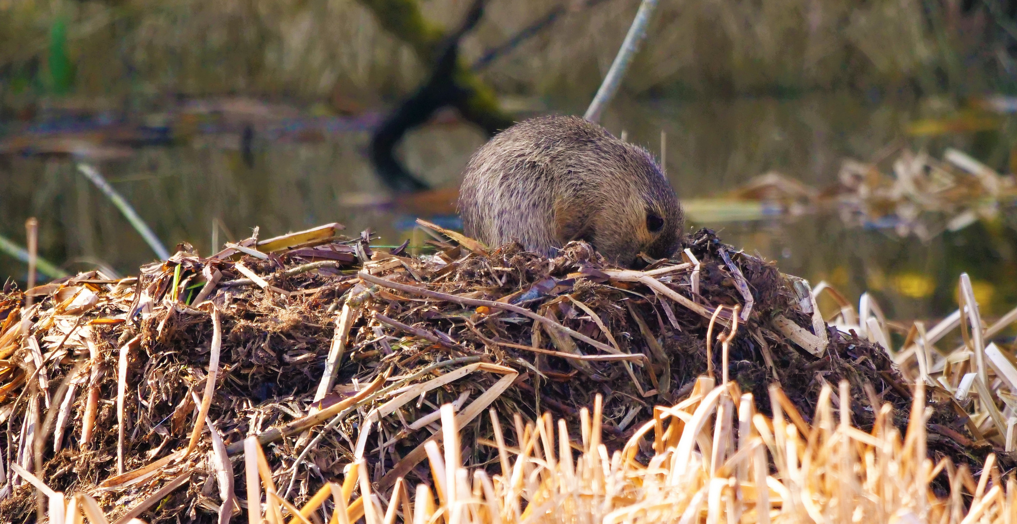 Burg Nutria