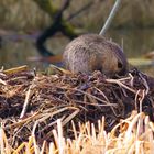 Burg Nutria