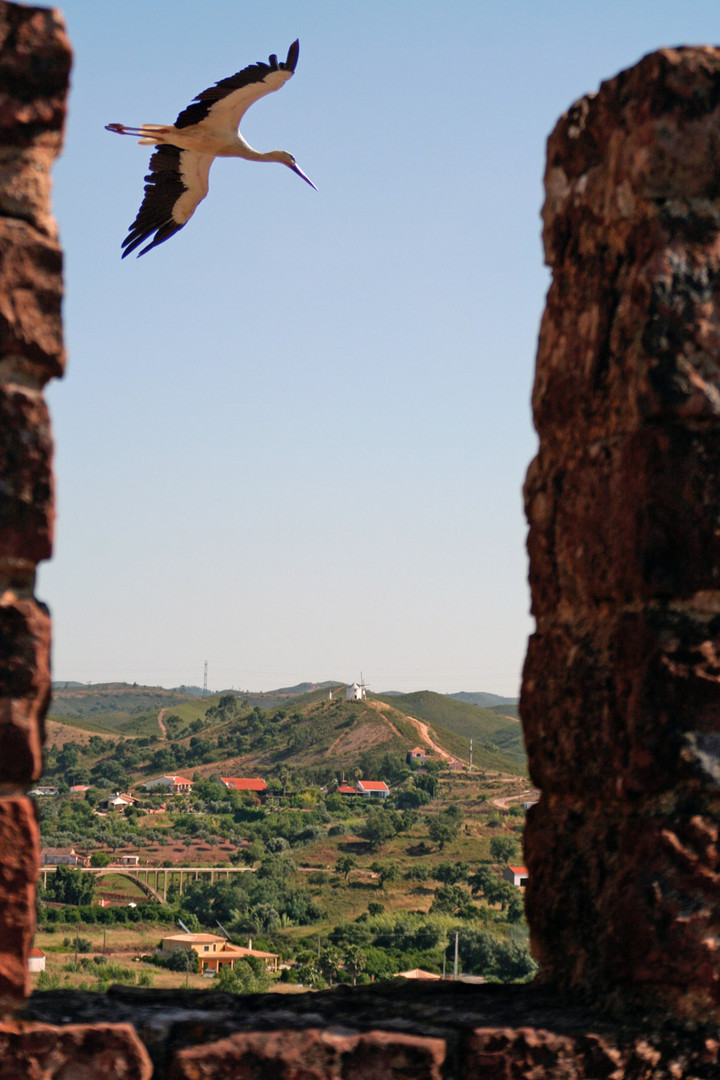 Burg-Storch