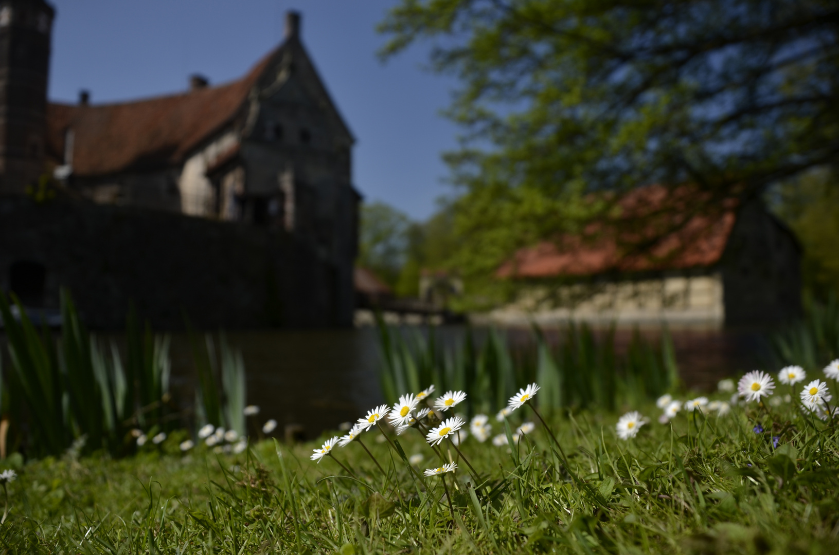 Burg Vischering durch die Blume