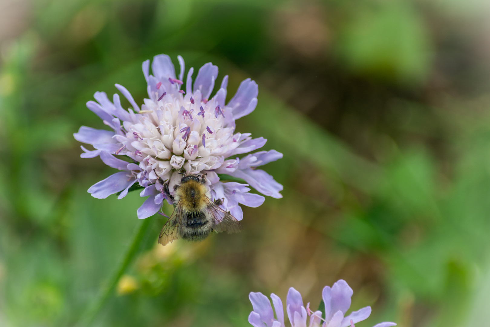 Burg Waxenberg Biene auf Blume