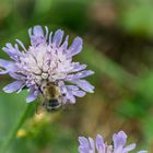 Burg Waxenberg Biene auf Blume