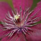 BURGANDY CLEMATIS