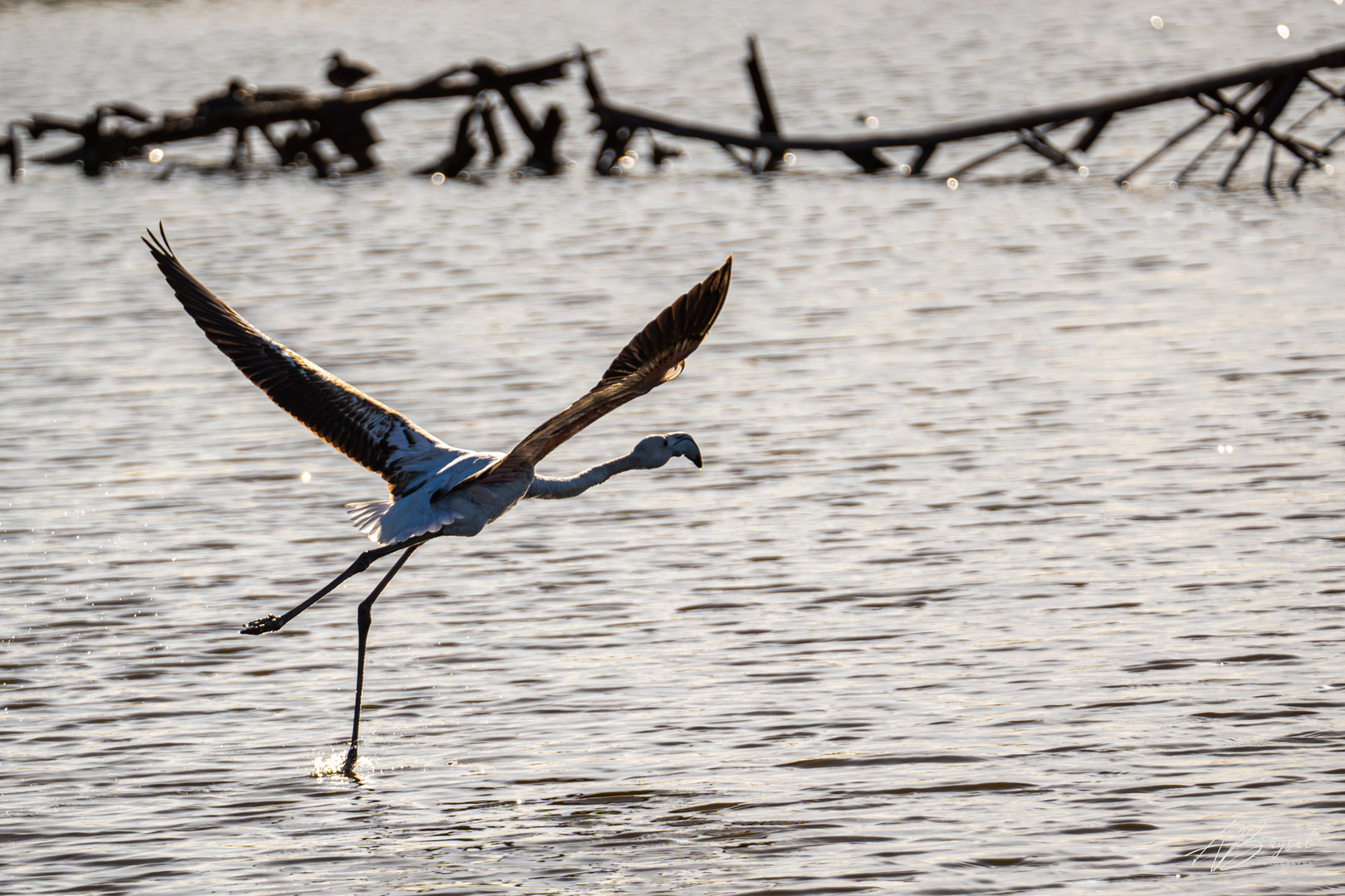 Burgas - Pomorie Lake