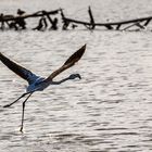 Burgas - Pomorie Lake