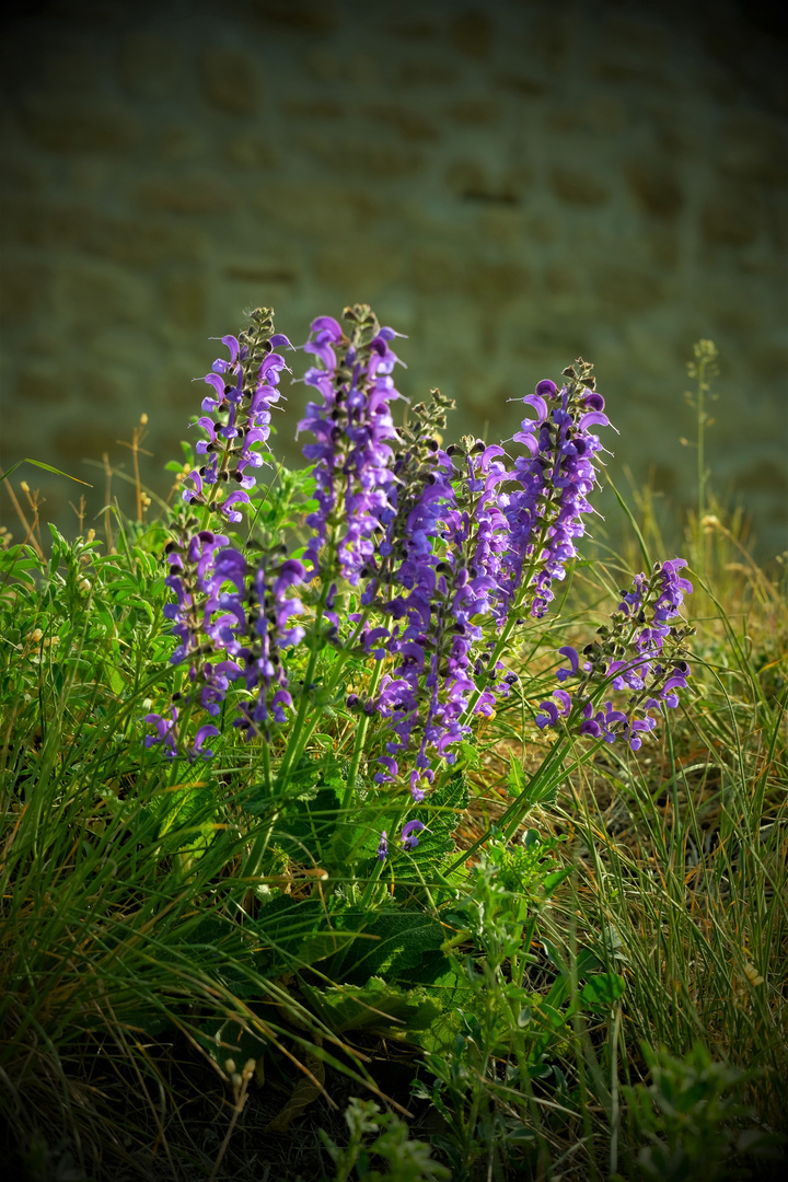 Burgblumen