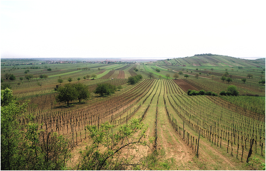 Burgenländer Wein