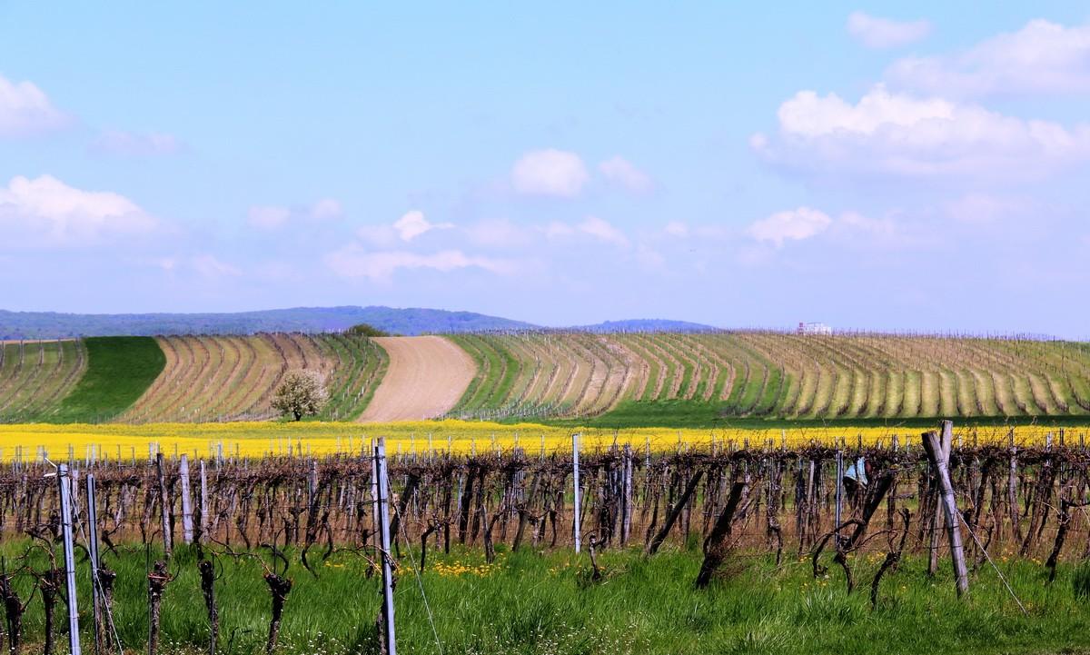 Burgenländische Landschaft