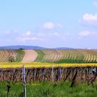 Burgenländische Landschaft