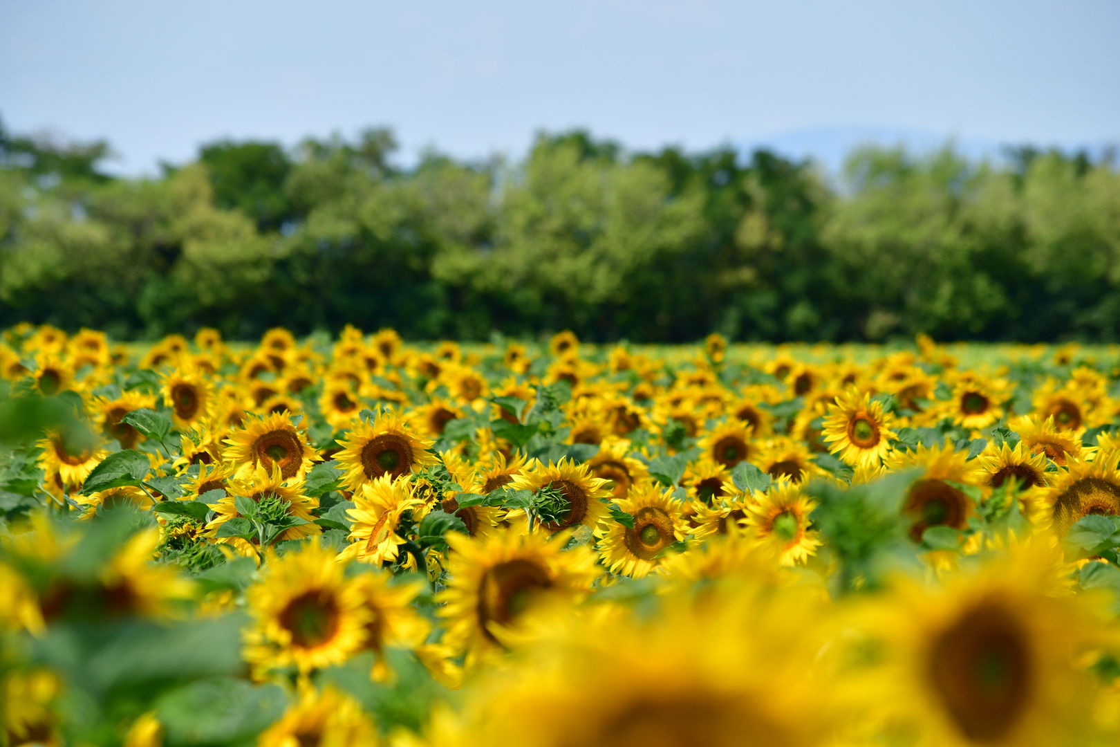 Burgenländische Sonnenblumen