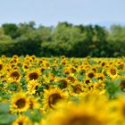 Burgenländische Sonnenblumen