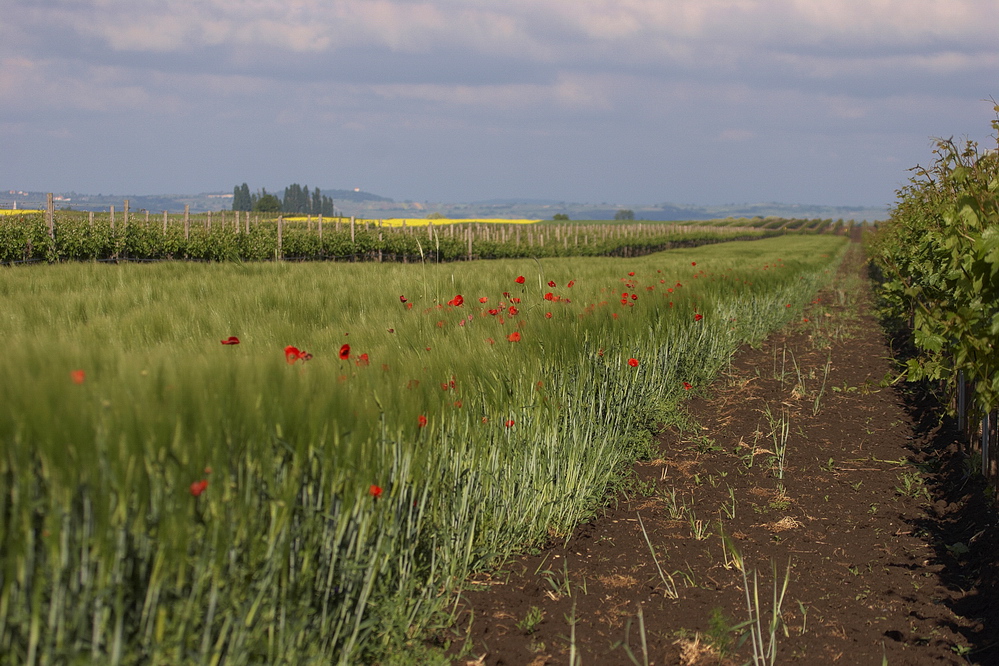 Burgenland