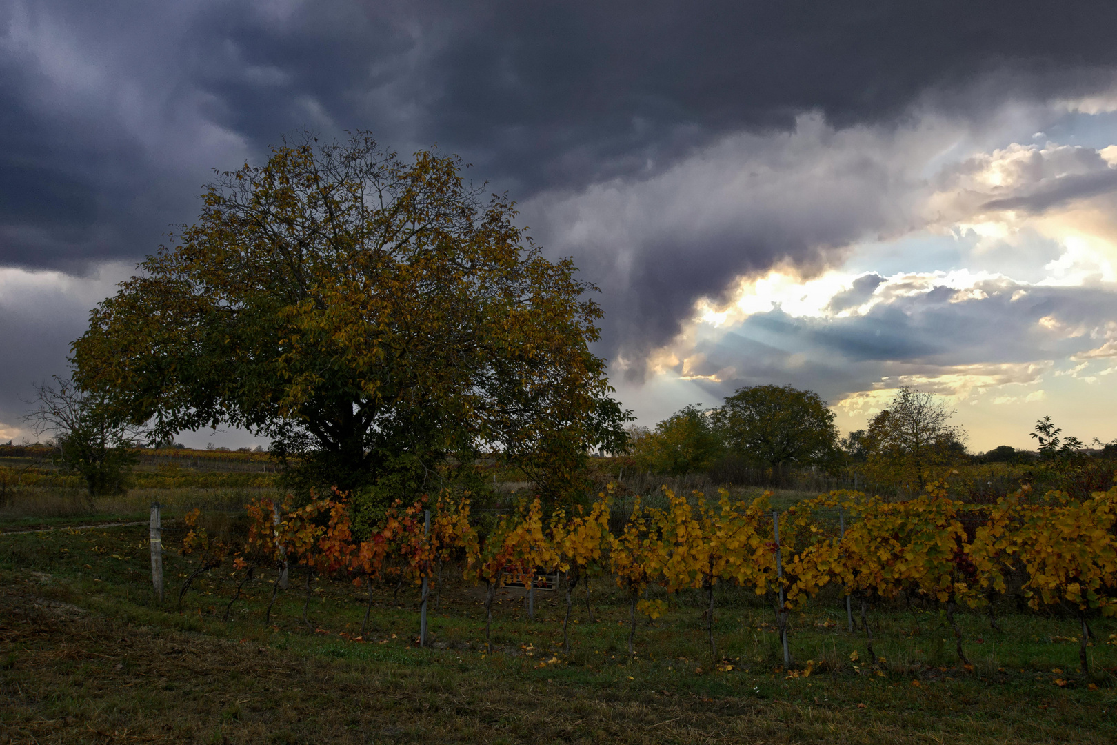 Burgenland, Mörbisch