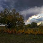 Burgenland, Mörbisch