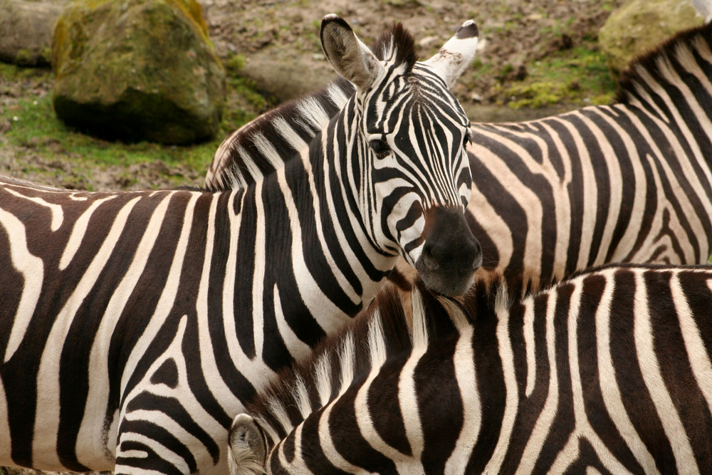 Burgers Zoo