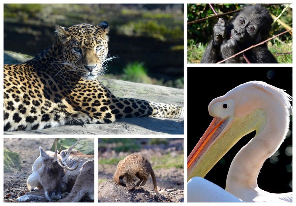 Burgers zoo