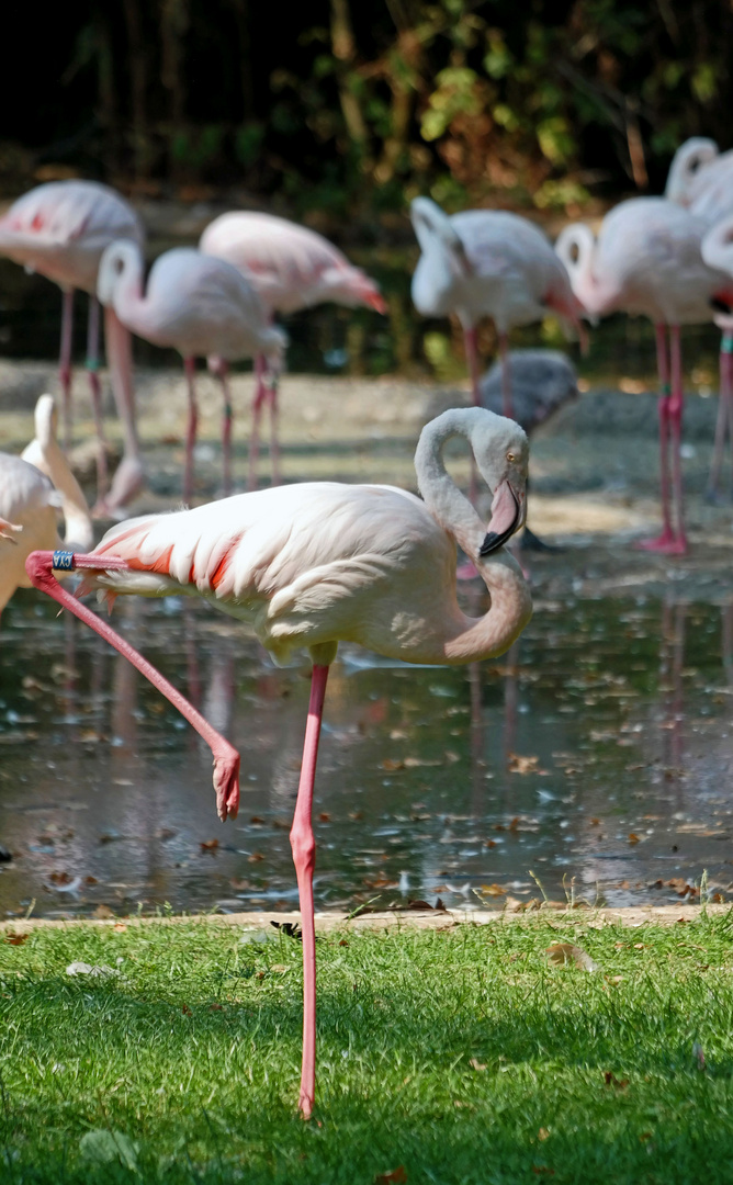 Burgers Zoo Arnheim