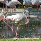 Burgers Zoo Arnheim