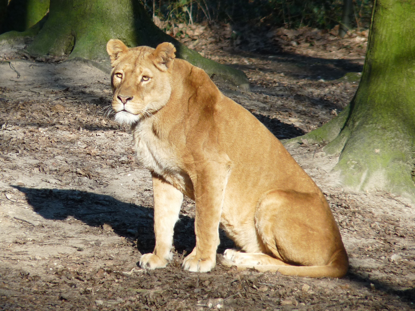 Burgers Zoo Arnhem 2