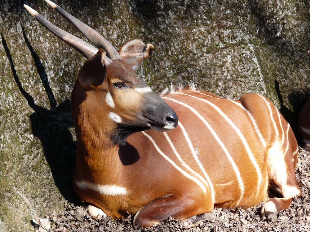 Burgers Zoo Arnhem 4