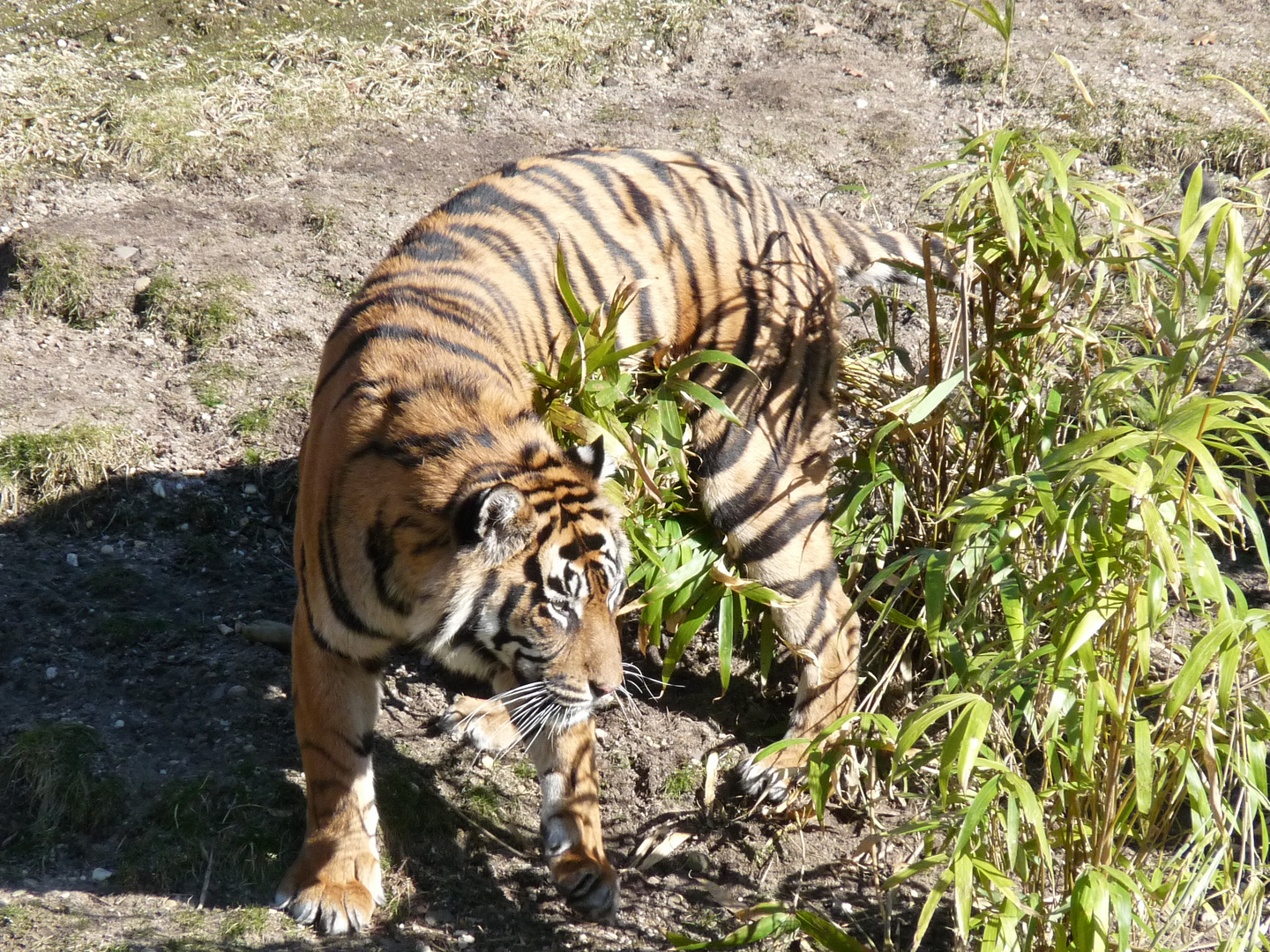 Burgers Zoo Arnhem 5