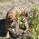 Burgers Zoo Arnhem 5