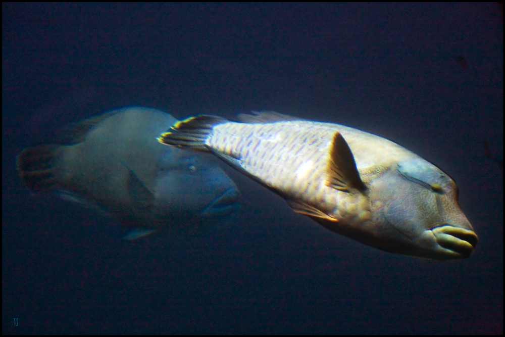 Burgers Zoo, Arnhem