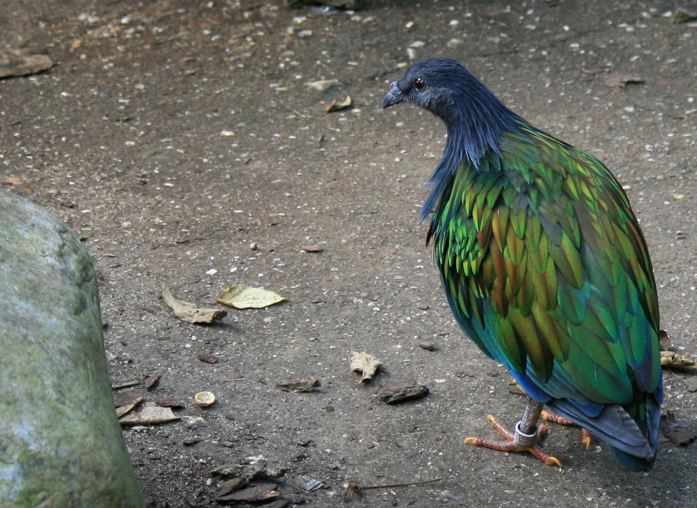 Burgers Zoo in Arnheim 2