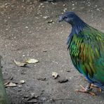 Burgers Zoo in Arnheim 2