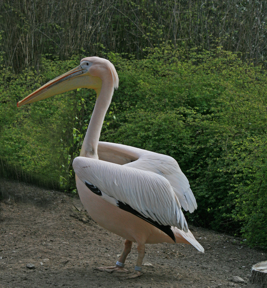 Burgers Zoo in Arnheim.