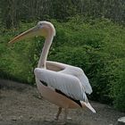 Burgers Zoo in Arnheim.