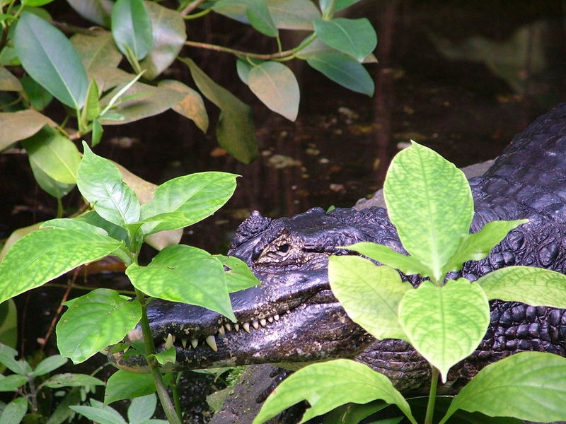 Burgers Zoo in Arnhem