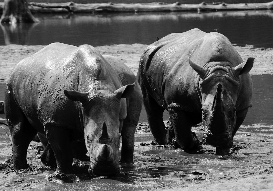 Burgers’ Zoo | Nashörner