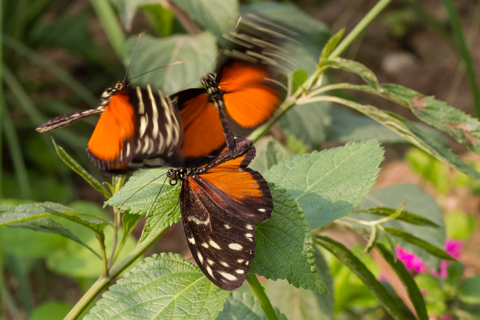 Burgers Zoo_01