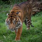 Burgers Zoo_02