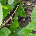 Burgers Zoo_08