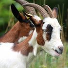 Burghauser Burgziegen im Doppelpack