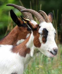 Burghauser Burgziegen im Doppelpack