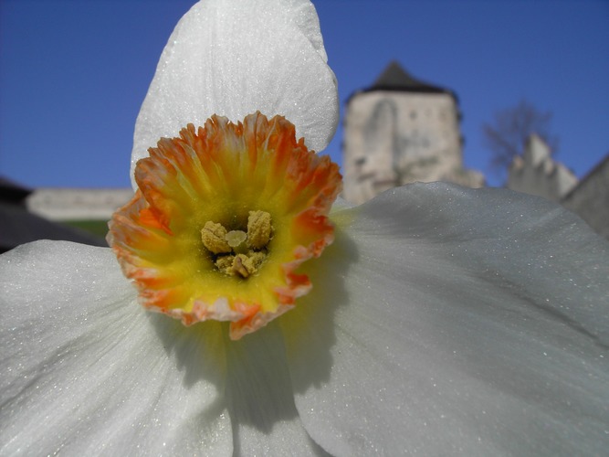 Burg/Pulverturm