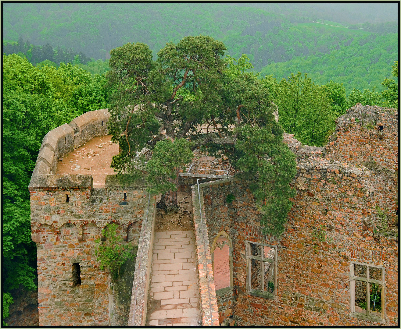 Burgruine Auerbach mit Kiefer und Kauz