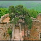 Burgruine Auerbach mit Kiefer und Kauz