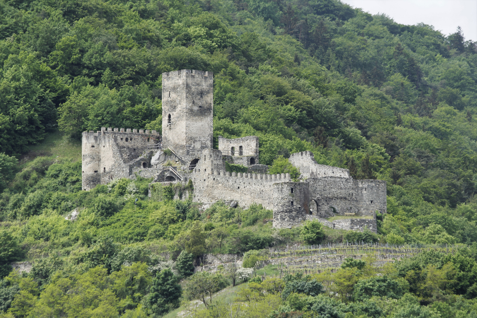 Burgruine in der Wachau