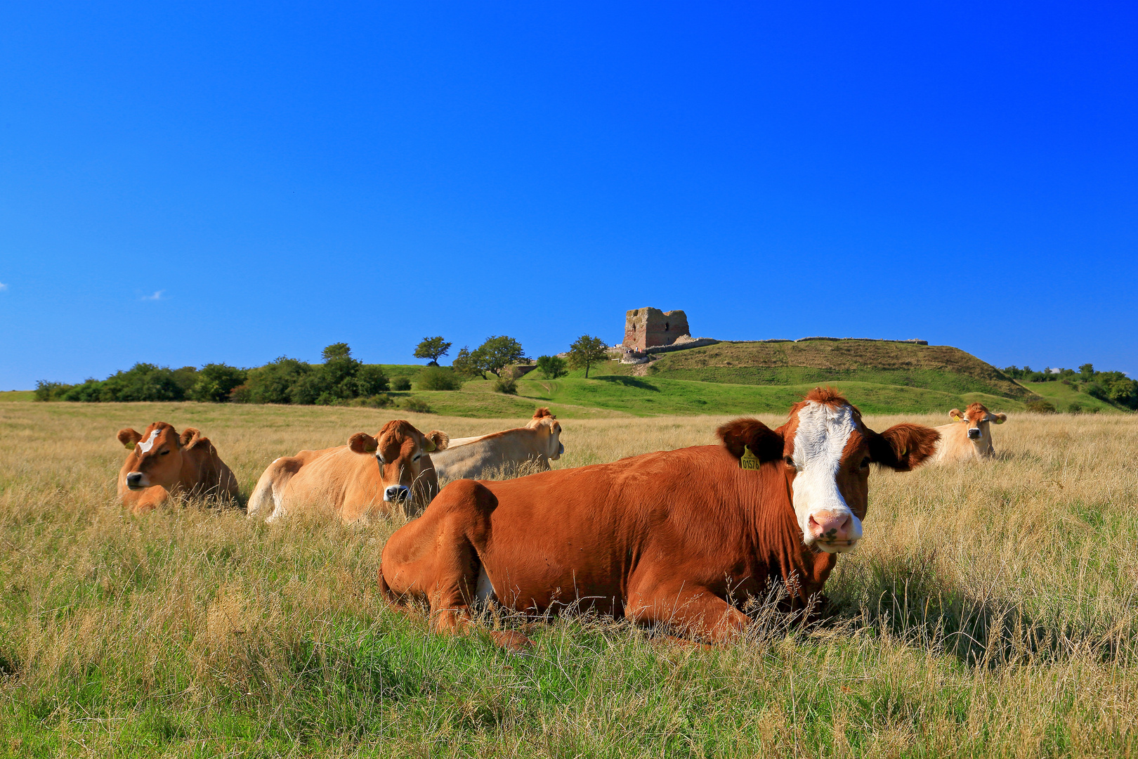 Burgruine Kalo im Naturschutzgebiet Mols Berge