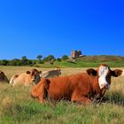 Burgruine Kalo im Naturschutzgebiet Mols Berge