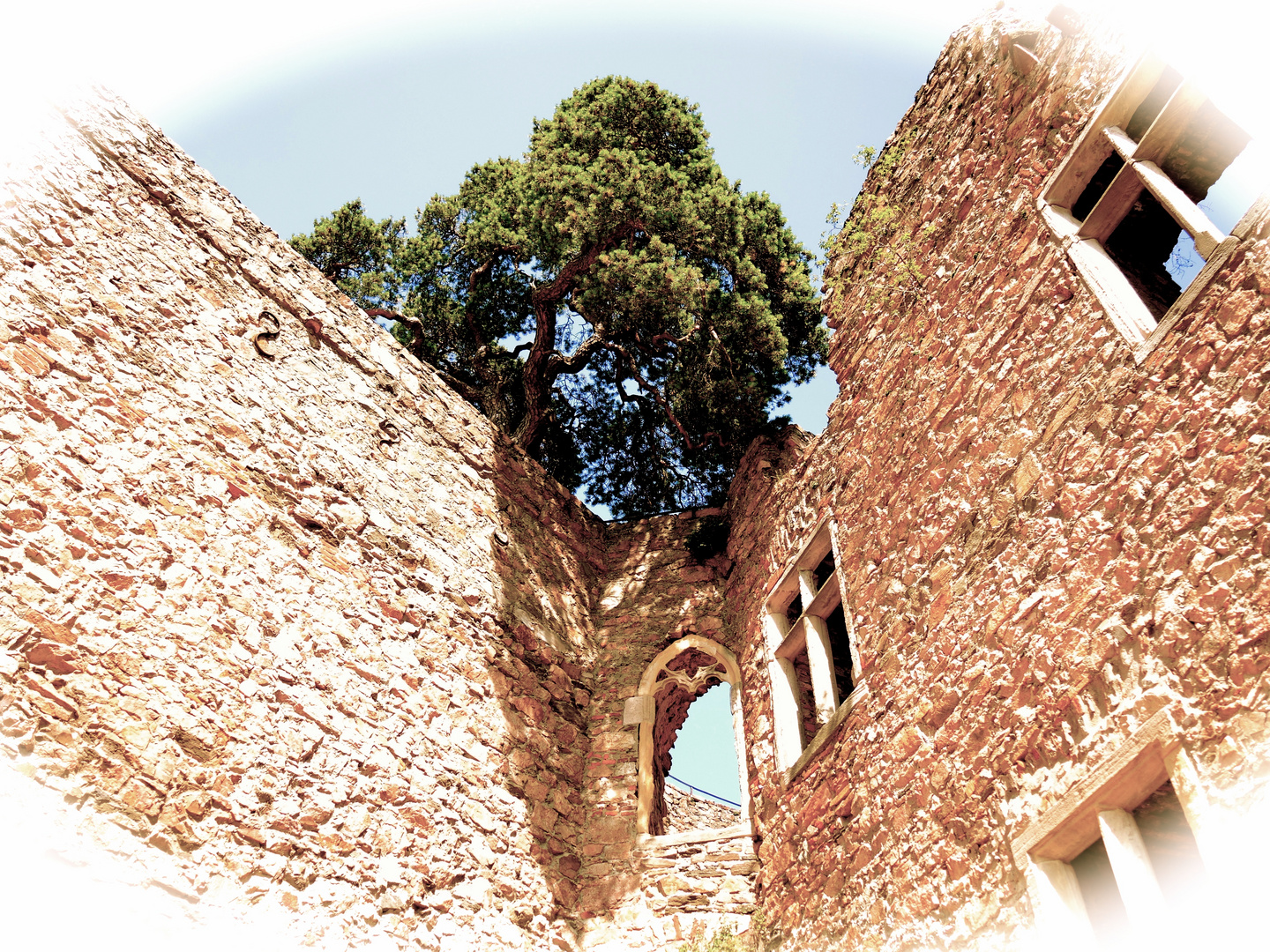 Burgruine mit Baum